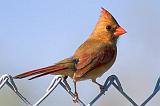 Cardinal Atop Chain Link_36843